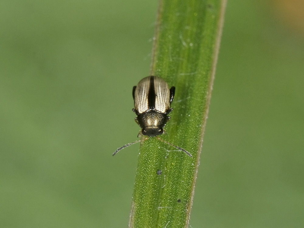 Chaetocnema conducta, Chrysomelidae